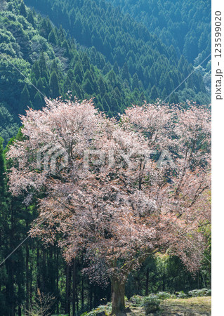 春日和に映える毎床大桜(まいとこおおざくら)樹齢三百年 杉林の中に一本だけ咲いた山桜(人吉・球磨) 春日和に映える毎床大桜(まいとこおおざくら)樹齢三百年 杉林の中に一本だけ咲いた山桜(人吉・球磨) 123599020