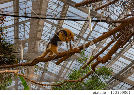 神戸どうぶつ王国のミナミコアリクイ 123599061