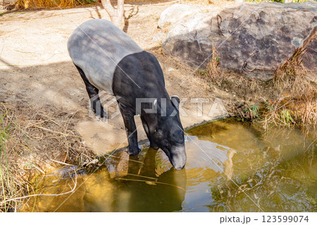 神戸どうぶつ王国のマレーバク 123599074