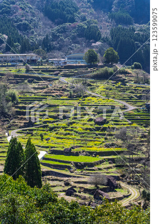 春景色の蓮華・菜の花に映える棚田風景「(日本の棚田百選) 松谷棚田(まつたにたなだ)」人吉・球磨 春景色の蓮華・菜の花に映える棚田風景「(日本の棚田百選) 松谷棚田(まつたにたなだ)」人吉・球磨 123599075