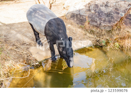 神戸どうぶつ王国のマレーバク 123599076