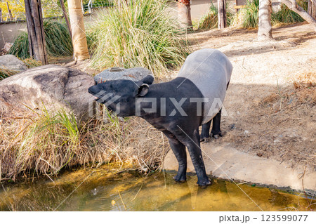 神戸どうぶつ王国のマレーバク 123599077