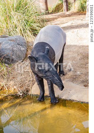 神戸どうぶつ王国のマレーバク 123599081