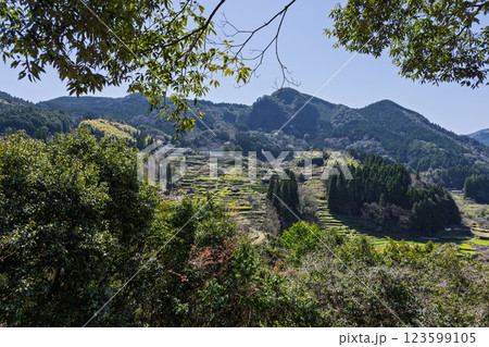 春景色の蓮華・菜の花に映える棚田風景「(日本の棚田百選)　松谷棚田（まつたにたなだ）」人吉・球磨 123599105