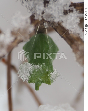 雪を被りながら越冬する蝶の蛹（上から）20250305071623 123599106