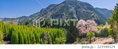 春日和に映える毎床大桜（まいとこおおざくら）樹齢三百年　杉林の中に一本だけ咲いた山桜(人吉・球磨) 123599124