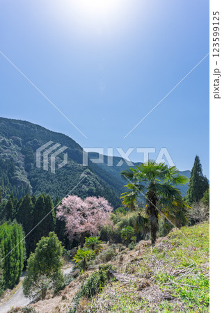 春日和に映える毎床大桜(まいとこおおざくら)樹齢三百年 杉林の中に一本だけ咲いた山桜(人吉・球磨) 春日和に映える毎床大桜(まいとこおおざくら)樹齢三百年 杉林の中に一本だけ咲いた山桜(人吉・球磨) 123599125