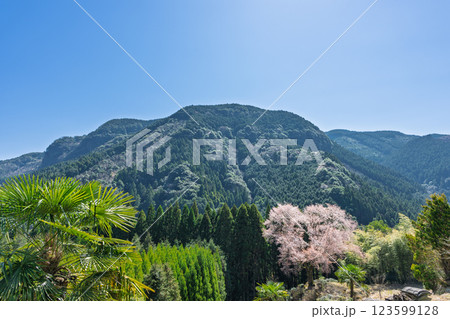 春日和に映える毎床大桜(まいとこおおざくら)樹齢三百年 杉林の中に一本だけ咲いた山桜(人吉・球磨) 春日和に映える毎床大桜(まいとこおおざくら)樹齢三百年 杉林の中に一本だけ咲いた山桜(人吉・球磨) 123599128