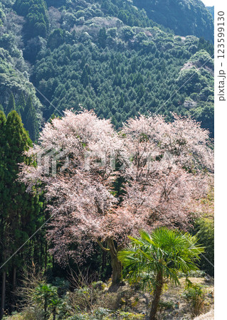 春日和に映える毎床大桜（まいとこおおざくら）樹齢三百年　杉林の中に一本だけ咲いた山桜(人吉・球磨) 123599130
