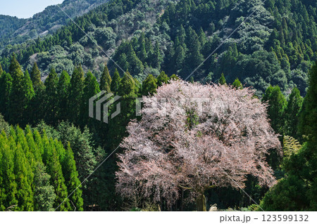 春日和に映える毎床大桜（まいとこおおざくら）樹齢三百年　杉林の中に一本だけ咲いた山桜(人吉・球磨) 123599132