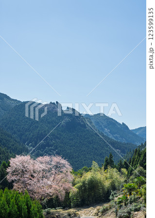 春日和に映える毎床大桜（まいとこおおざくら）樹齢三百年　杉林の中に一本だけ咲いた山桜(人吉・球磨) 123599135