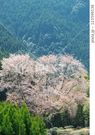 春日和に映える毎床大桜（まいとこおおざくら）樹齢三百年　杉林の中に一本だけ咲いた山桜(人吉・球磨) 123599136