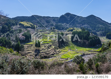 春景色の蓮華・菜の花に映える棚田風景「(日本の棚田百選)　松谷棚田（まつたにたなだ）」人吉・球磨 123599170