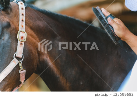 involved with horses 123599682
