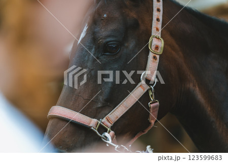 involved with horses 123599683