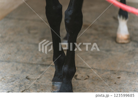involved with horses 123599685