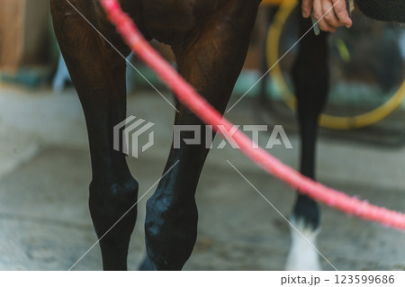 involved with horses involved with horses 123599686