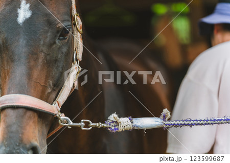 involved with horses 123599687