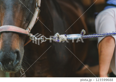 involved with horses 123599688