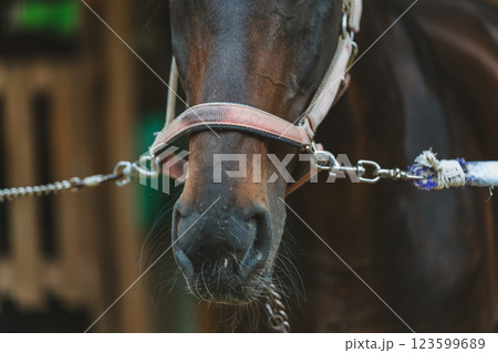 involved with horses 123599689