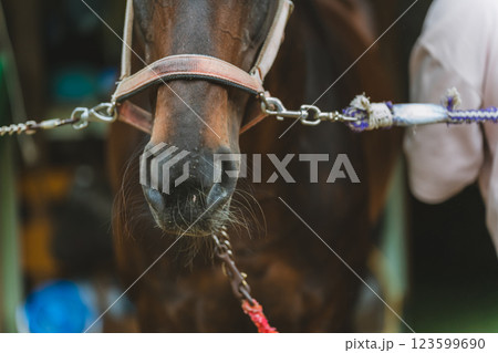 involved with horses 123599690