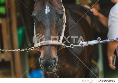 involved with horses involved with horses 123599693