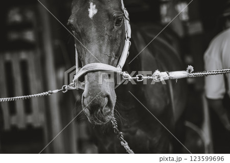 involved with horses 123599696