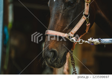 involved with horses 123599697