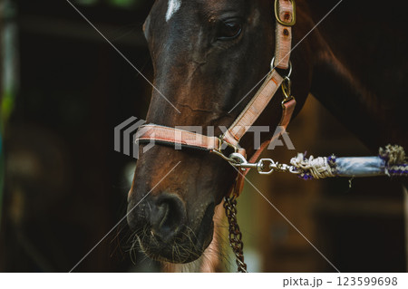 involved with horses involved with horses 123599698