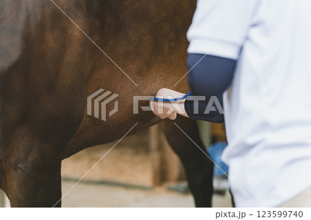 involved with horses 123599740