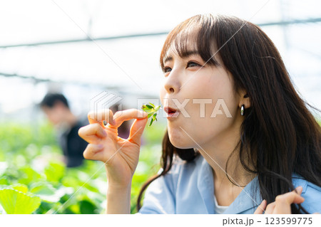 イチゴ狩りをする女性　いちご狩りをする女性 123599775