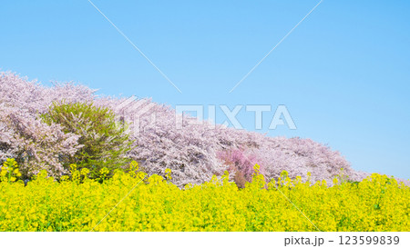 権現堂桜堤 権現堂桜堤 123599839