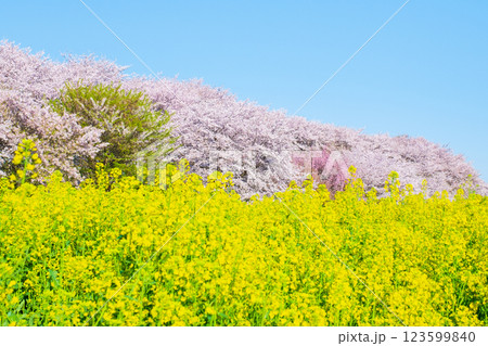 権現堂桜堤 123599840