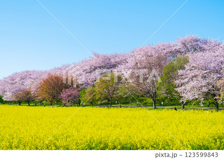 権現堂桜堤 権現堂桜堤 123599843