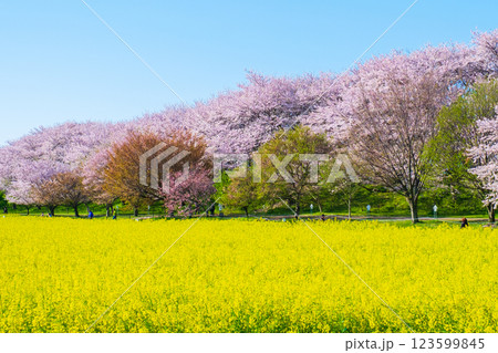 権現堂桜堤 123599845
