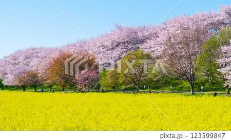 権現堂桜堤 権現堂桜堤 123599847