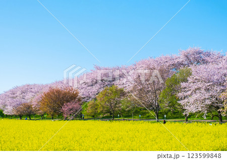 権現堂桜堤 権現堂桜堤 123599848
