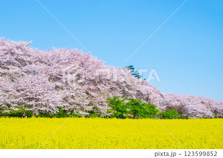 権現堂桜堤 123599852