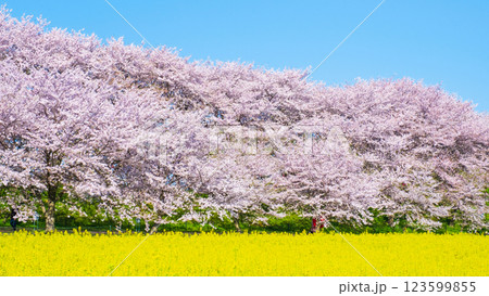 権現堂桜堤 123599855