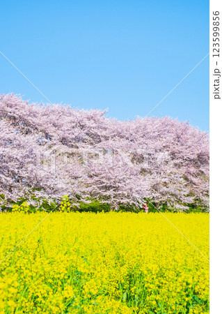 権現堂桜堤 123599856