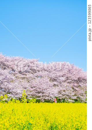 権現堂桜堤 権現堂桜堤 123599865