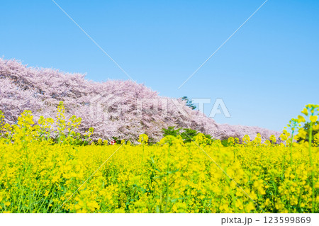 権現堂桜堤 123599869