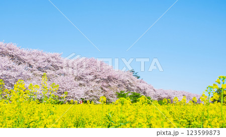 権現堂桜堤 権現堂桜堤 123599873