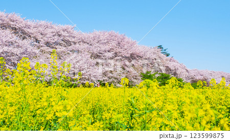 権現堂桜堤 123599875