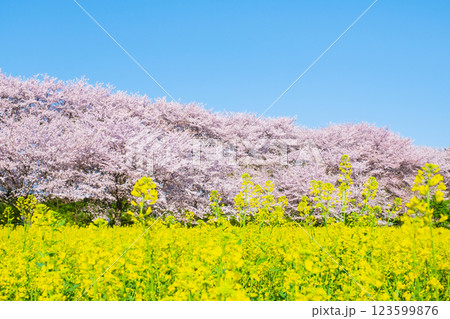 権現堂桜堤 権現堂桜堤 123599876