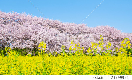 権現堂桜堤 権現堂桜堤 123599956
