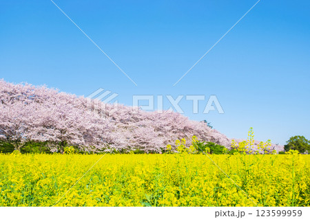 権現堂桜堤 123599959