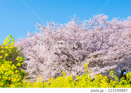 桜と菜の花(権現堂桜堤にて) 桜と菜の花(権現堂桜堤にて) 123599967