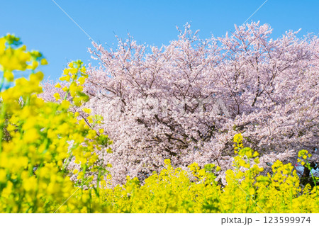 桜と菜の花（権現堂桜堤にて） 123599974