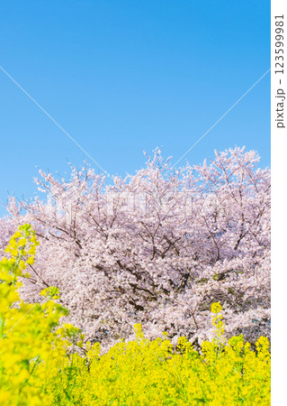 桜と菜の花（権現堂桜堤にて） 123599981